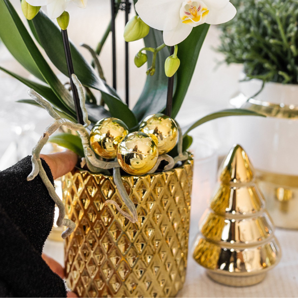 Kolibri Company | Plantenset Diamond Pearl Kerst Goud | Paarse Phalaenopsis Orchidee Morelia + Mini Kerstboom incl. keramieken sierpotten op dienblad