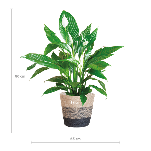 Spathiphyllum met Mand Lissabon zwart - ↕80cm - Ø21cm