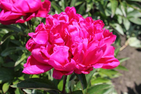 Pioenrozen - Paeonia 'Karl Rosenfield' - 10x