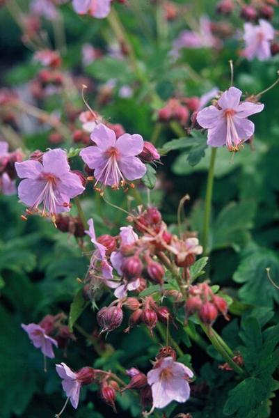 Geranium macrorrhizum - ↕10-25cm - Ø9cm - 20x