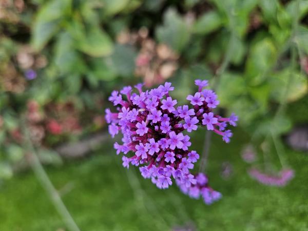 Verbena bon. 'Lollipop' - ↕10-25cm - Ø9cm - 12x