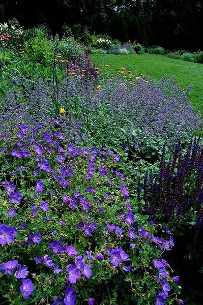 Geranium 'Johnson's Blue' - ↕10-25cm - Ø9cm - 40x