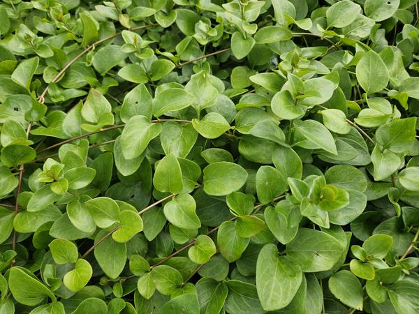 Vinca major 'Alba' - ↕10-25cm - Ø9cm - 6x