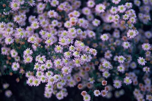 Aster ageratoides 'Stardust' - ↕10-25cm - Ø9cm - 12x