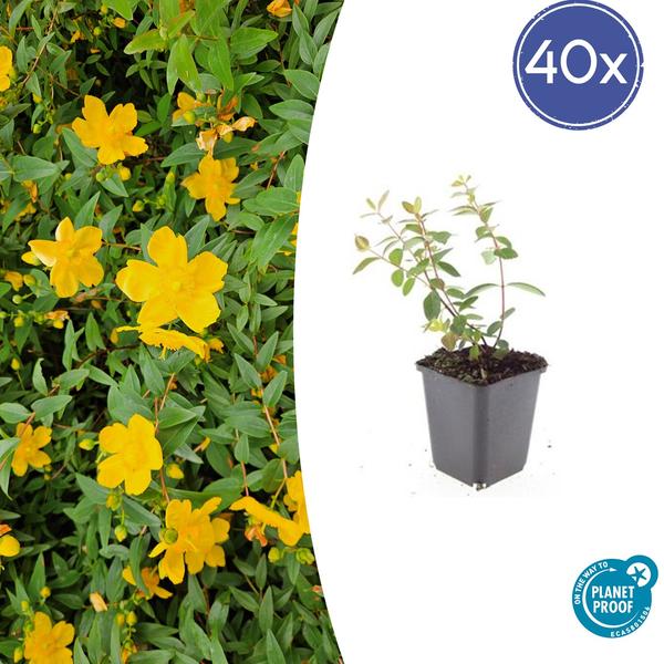 Hypericum dummeri 'Peter Dummer' - ↕10-25cm - Ø9cm - 40x