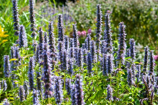 Agastache 'Black Adder' - ↕10-25cm - Ø9cm - 40x