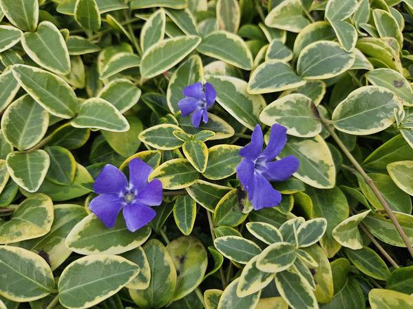 Vinca minor 'Blue and Gold' - ↕10-25cm - Ø9cm - 20x