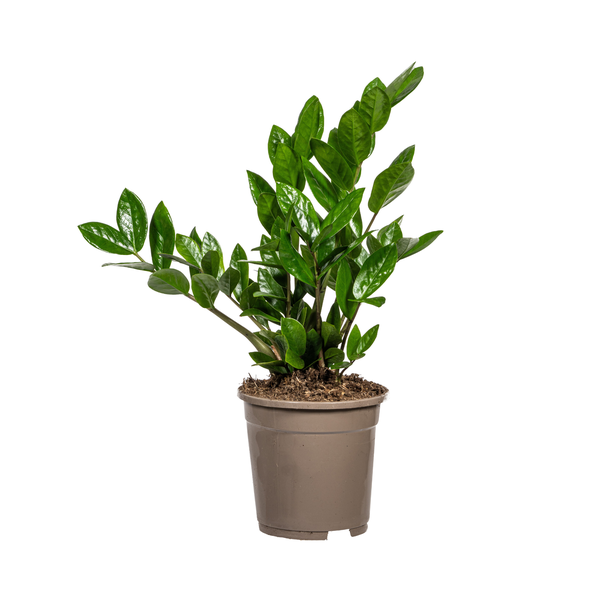 Zamioculcas Zamiifolia ↕40-50cm - Ø17cm