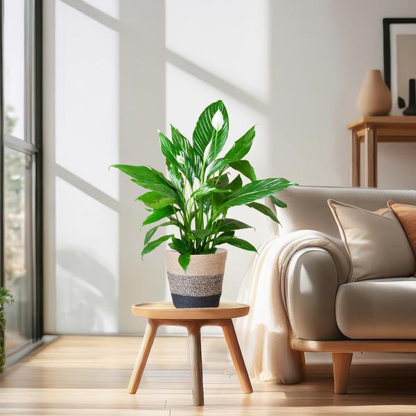 Spathiphyllum met Mand Lissabon zwart - ↕80cm - Ø21cm