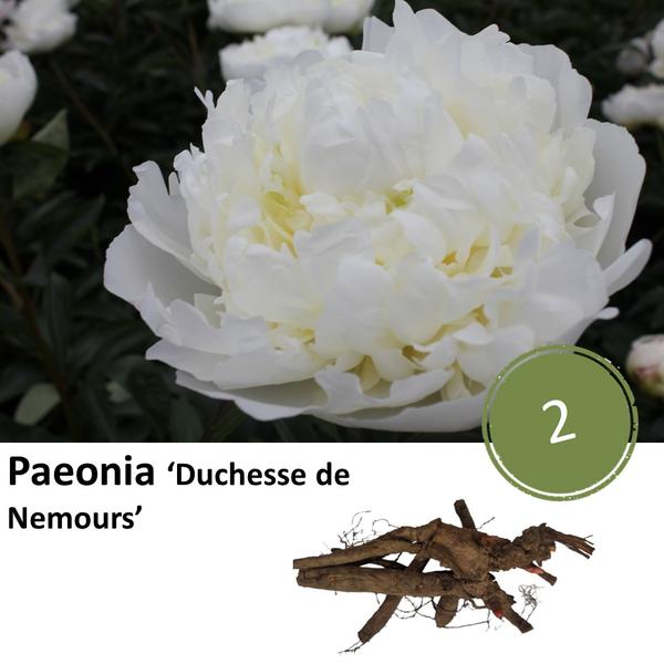 Pioenrozen - Paeonia 'Duchesse de Nemours' - 2x