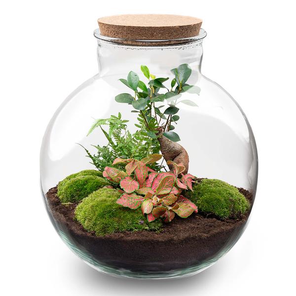 Terrarium Pot - Bolder Bob Bonsai + Led verlichting in kurk