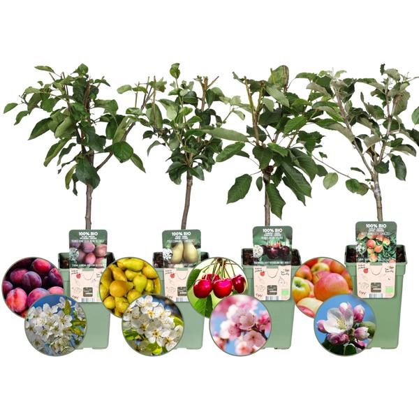 Biologische Fruitbomen set van 4 - Appel, Peer, Kers en Pruim - ↕60cm - Ø20cm