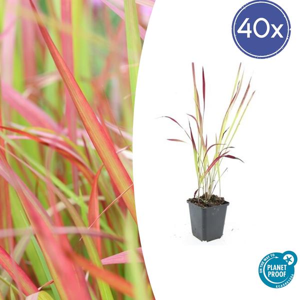 Imperata cylindrica 'Red Baron' - ↕10-25cm - Ø9cm - 40x