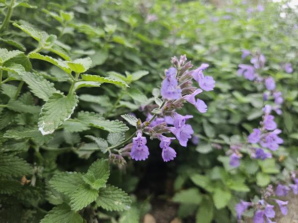 Nepeta 'Walker's Low' - ↕10-25cm - Ø9cm - 12x