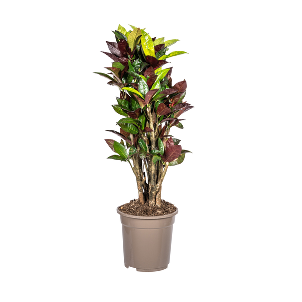 Codiaeum 'Croton' Iceton Ø21cm - ↕70-80cm