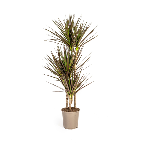 Dracaena Marginata Magenta Ø21cm - ↕120cm