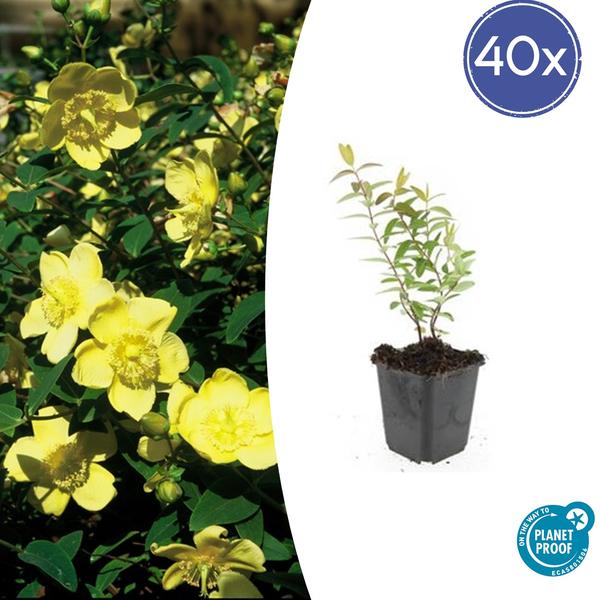 Hypericum 'Hidcote' - ↕10-25cm - Ø9cm - 40x