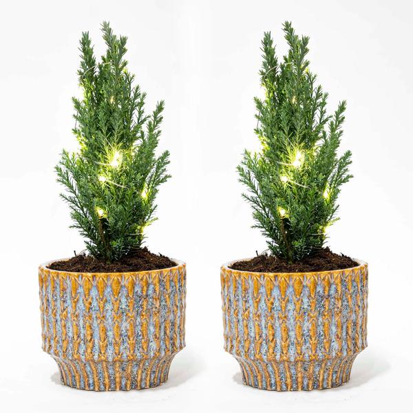 Set van 2 - Kerstboom 'Ellwoodii' + Pot Echo - 25 - 30 cm hoog