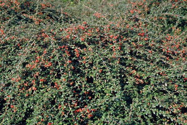 Cotoneaster suec. 'Coral Beauty' - ↕10-25cm - Ø9cm - 20x