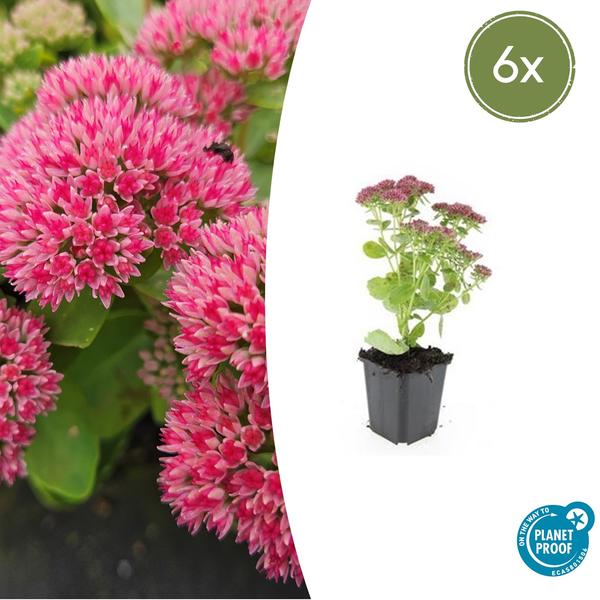 Sedum 'Herbstfreude' - ↕10-25cm - Ø9cm - 6x