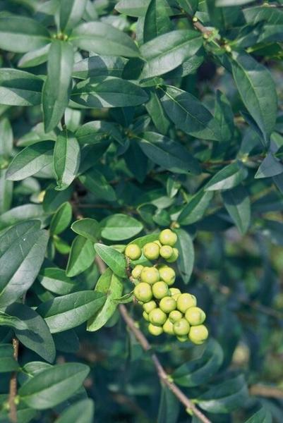 Ligustrum vulgare 'Atrovirens` - blote wortel - 80/100 - 50x