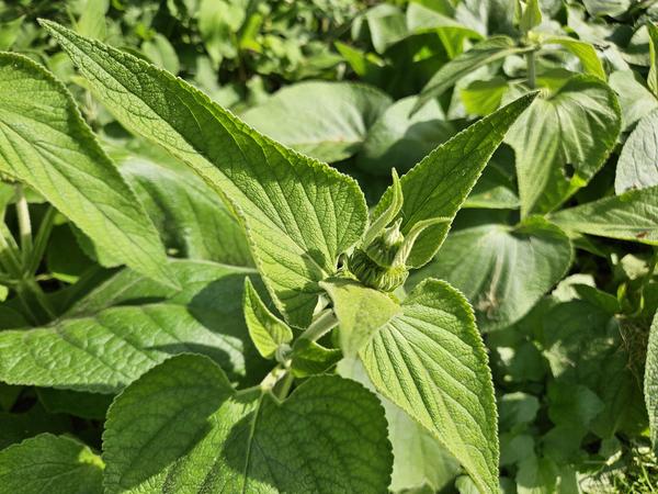 Phlomis russeliana - ↕10-25cm - Ø9cm - 12x