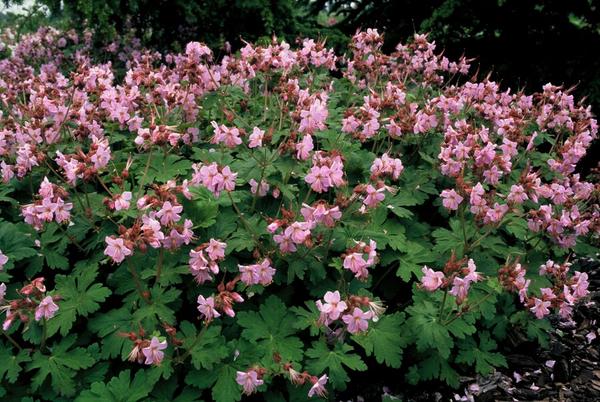 Geranium macr. 'Ingwersen's Var.' - ↕10-25cm - Ø9cm - 20x