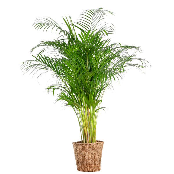 Areca Palm (dypsis) XL met mand Torun - ↕120cm - Ø24cm