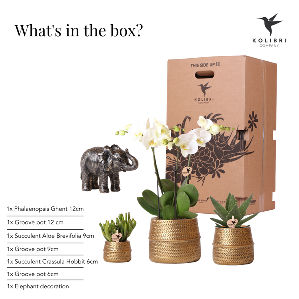 Kolibri Company | Plantenset Groove | Witte Phalaenopsis Orchidee Ghent en Succulenten incl. keramieken sierpotten