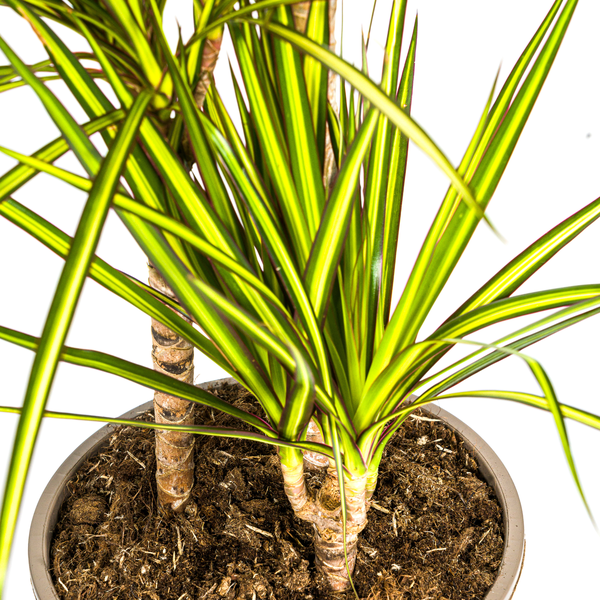 Dracaena Marginata Sunray Ø21cm - ↕100-110cm