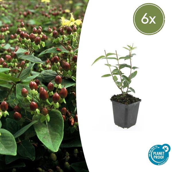 Hypericum inodorum 'Rheingold' - ↕10-25cm - Ø9cm - 6x