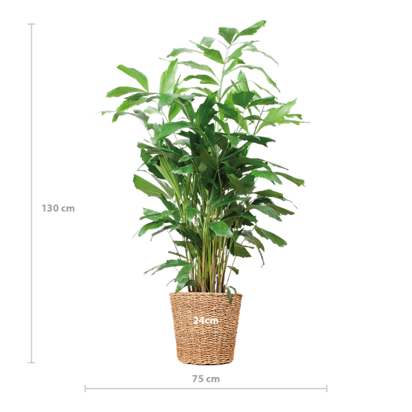 Caryota Mitis XL met mand Torun - ↕130cm - Ø24cm