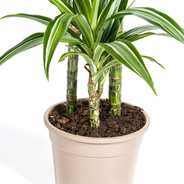 Dracaena Deremensis White Stripe Ø21cm - ↕100cm