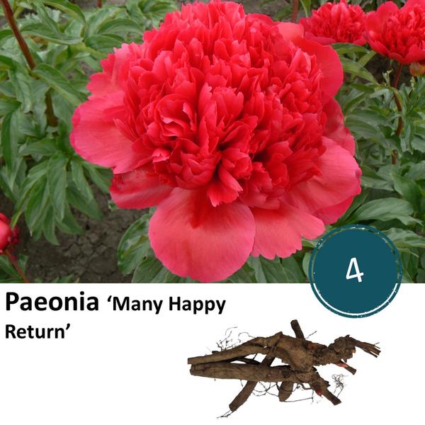 Pioenrozen - Paeonia 'Many Happy Return' - 4x