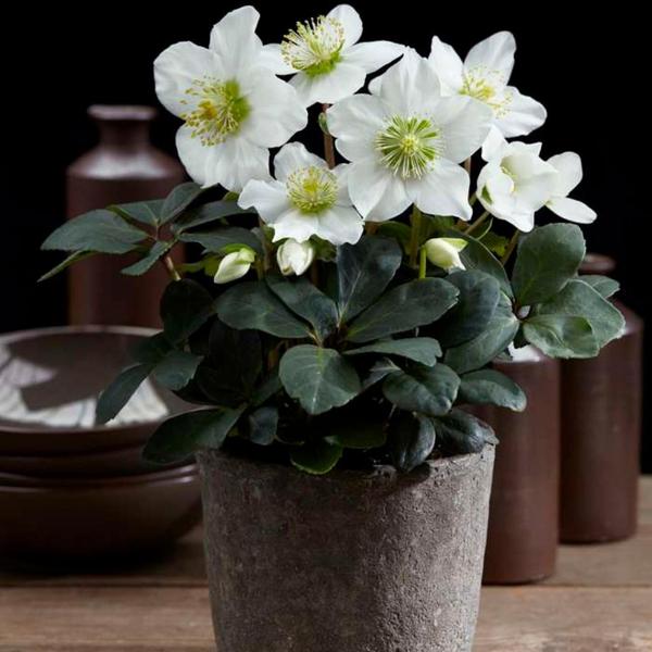 Set van 12 kerstroos planten | 12x Helleborus niger 'Christmas Carol'