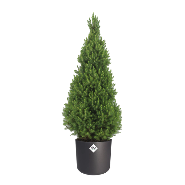 Picea Glauca Conica - Ø24cm - ↕100/110cm + Elho B. for soft Antraciet - D25cm - H23cm