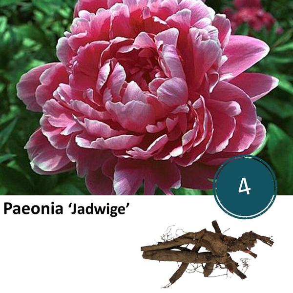 Pioenrozen - Paeonia 'Jadwige' - 4x