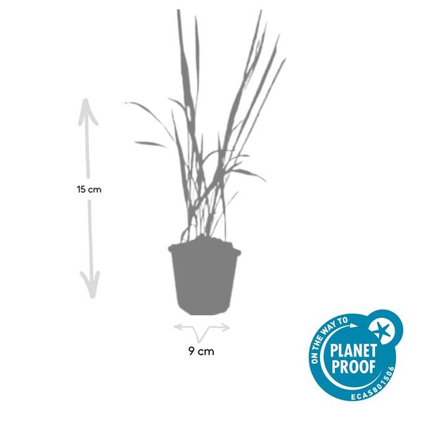 Imperata cylindrica 'Red Baron' - ↕10-25cm - Ø9cm - 20x