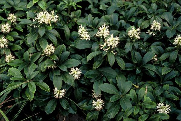 Pachysandra term. 'Green Sheen' - ↕10-25cm - Ø9cm - 6x