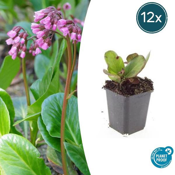 Bergenia cordifolia 'Herbstblüte'  - ↕10-25cm - Ø9cm - 12x