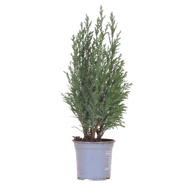 Mini Kerstboom 'Ellwoodii' - 50 cm