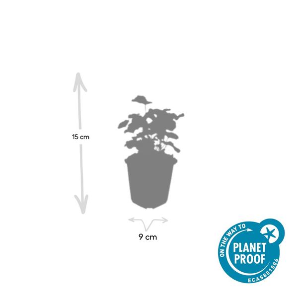 Alchemilla mollis - ↕10-25cm - Ø9cm - 12x