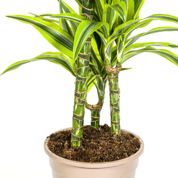 Dracaena Deremensis Lemon Lime Ø21cm - ↕100cm