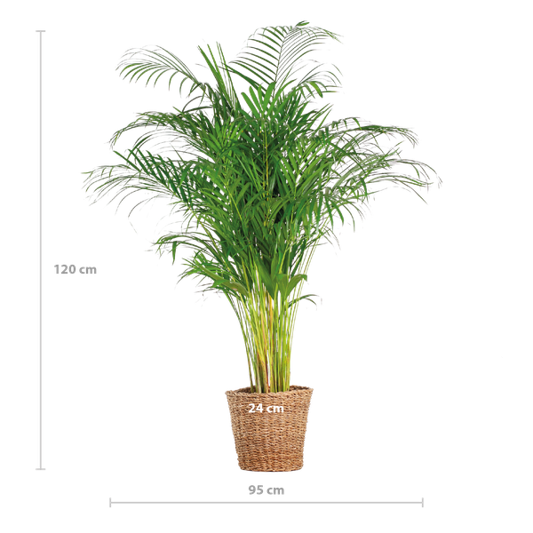 Areca Palm (dypsis) XL met mand Torun - ↕120cm - Ø24cm