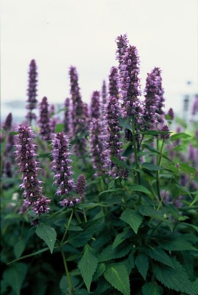 Agastache 'Blue Fortune' - ↕10-25cm - Ø9cm - 12x