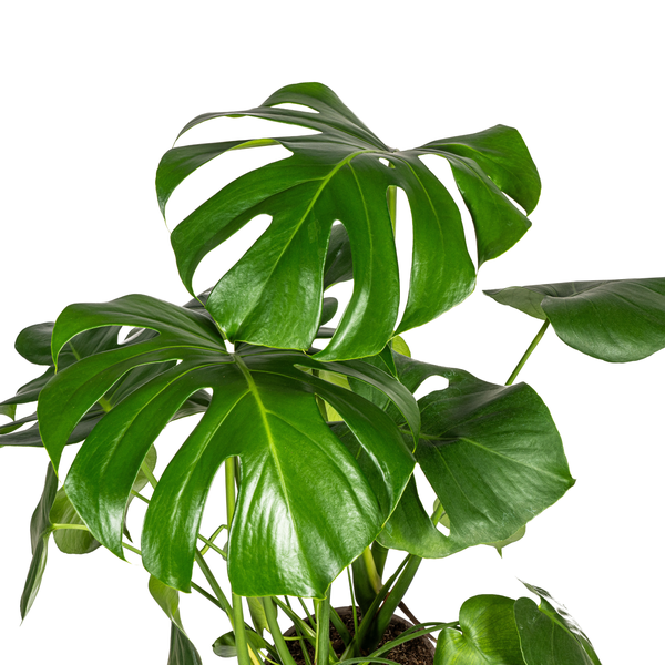 Monstera Deliciosa Tauerii Ø21cm - ↕80cm