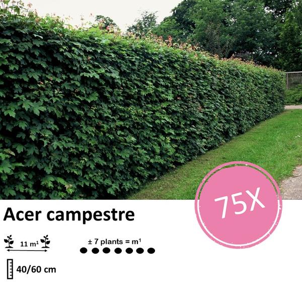 Acer campestre  - blote wortel - 40/60 - 75x