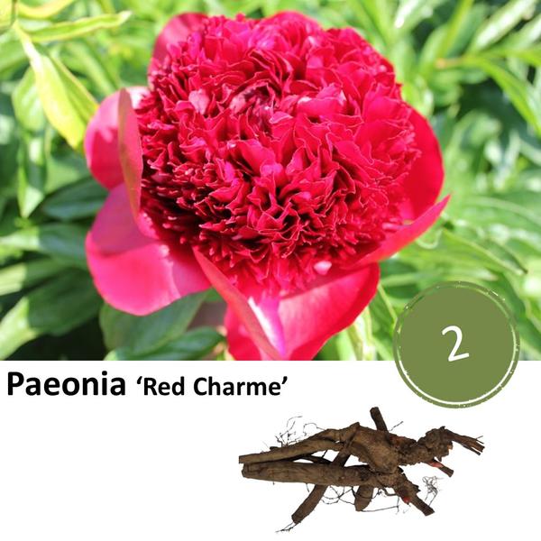 Pioenrozen - Paeonia 'Red Charme' - 2x