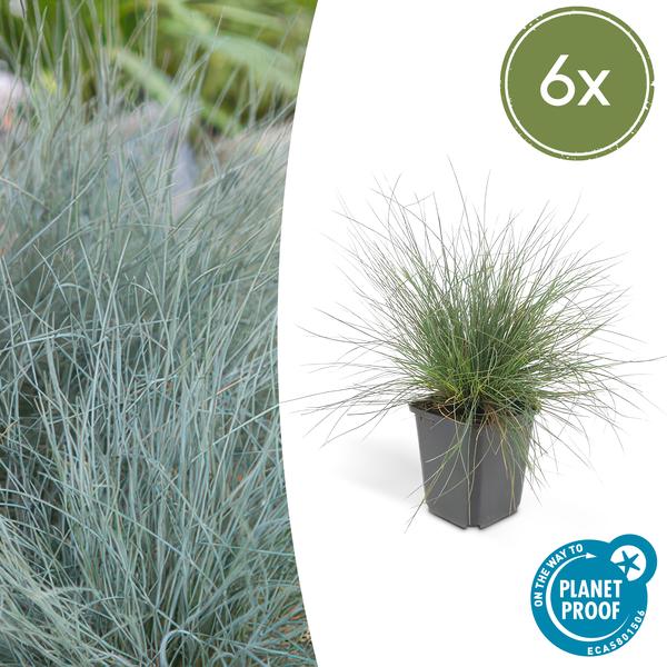 Festuca glauca 'Elijah Bleu' - ↕10-25cm - Ø9cm  - 6x