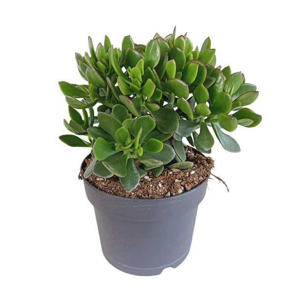 Crassula minova 17cm